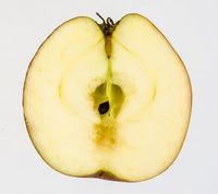 Karen Hanses æble 2